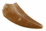 Raptor Tooth - Real Dinosaur Tooth #268713-1